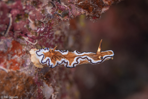 Doriprismatica sibogae