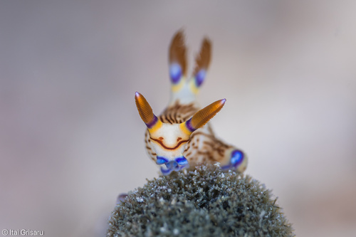 Lined Nembrotha