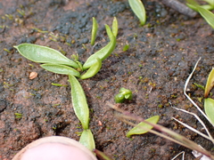 Ophioglossum lusitanicum