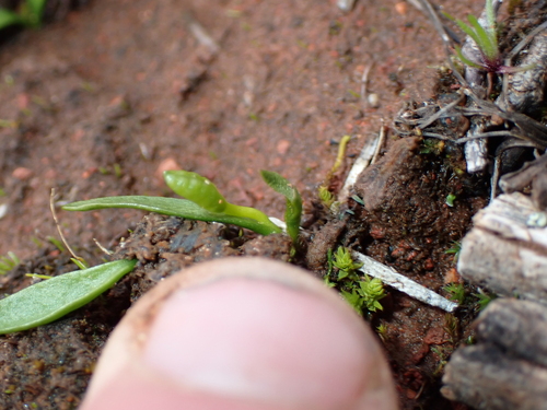 Ophioglossum lusitanicum, photograph 1