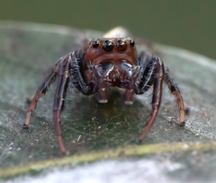 Opisthoncus grassator