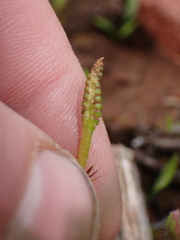 Ophioglossum lusitanicum, photograph (c) Em Lamond, some rights reserved (CC BY)