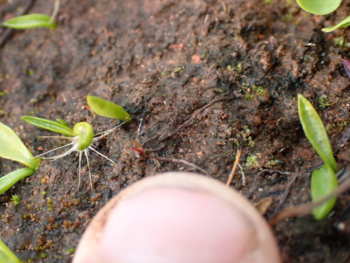 Ophioglossum lusitanicum, photograph 3