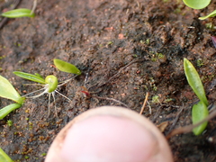Ophioglossum lusitanicum, photograph (c) Em Lamond, some rights reserved (CC BY)