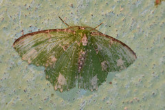 Eucyclodes textiloides