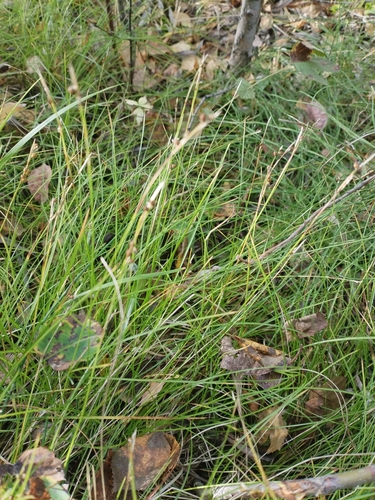 Carex alba, photograph 2