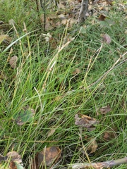 author not stated, no rights reserved Carex alba, photograph author not stated, no rights reserved