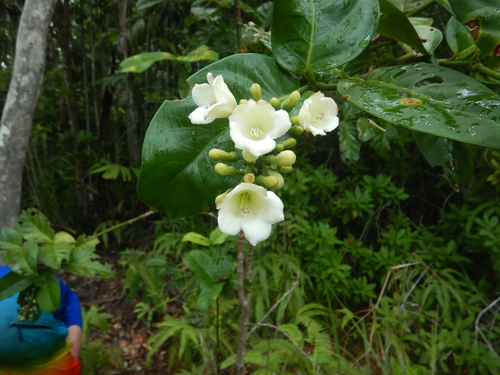 Utania racemosa observed 2025-10-11