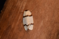 Padenia transversa