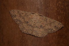 Cosymbiini
