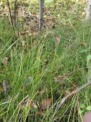 Carex alba