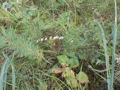 Melica nutans, photograph author not stated, no rights reserved