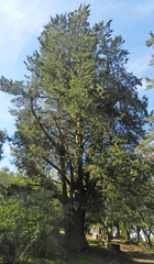 Cupressus bakeri