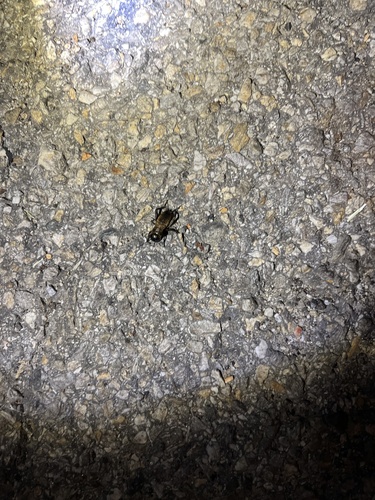 European Field Cricket