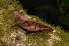 Coptacrinae