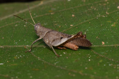 Coptacrinae