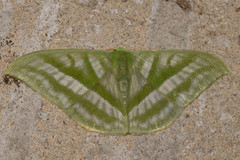 Mixochlora vittata