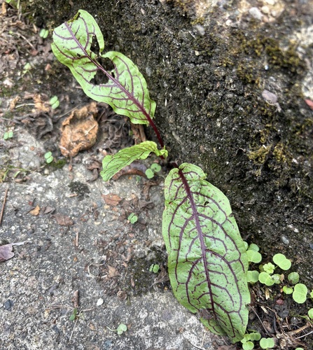 Rumex sanguineus, photograph 6