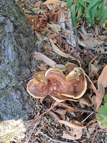 Ganoderma resinaceum