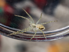 Philodromus longipalpis