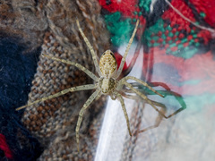 Philodromus longipalpis