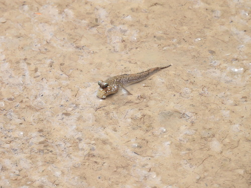 Atlantic Mudskipper
