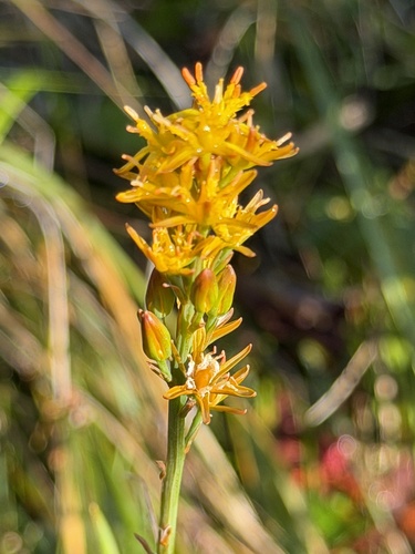 bog asphodel