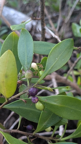 Boobialla
