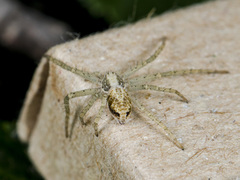 Philodromus longipalpis