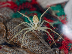Philodromus longipalpis
