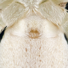 Philodromus longipalpis