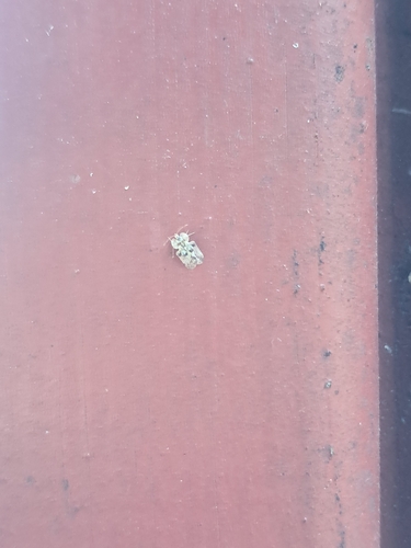oak lace bug