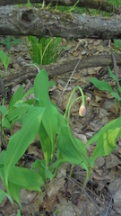 Allium microdictyon
