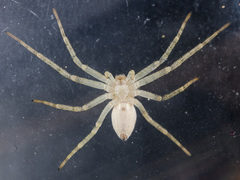 Philodromus longipalpis