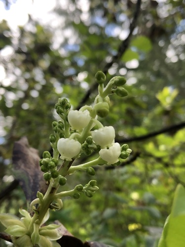 Pacific madrone (Arbutus menziesii)