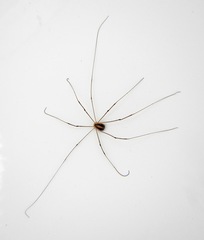 Cosmobunus granarius