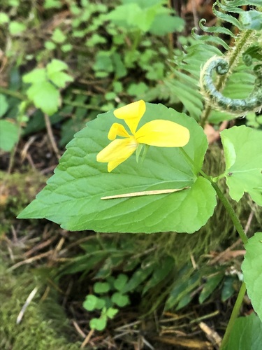 Viola glabella, photograph 3