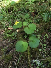 Viola glabella, photograph (c) Jared Shorma, some rights reserved (CC BY)