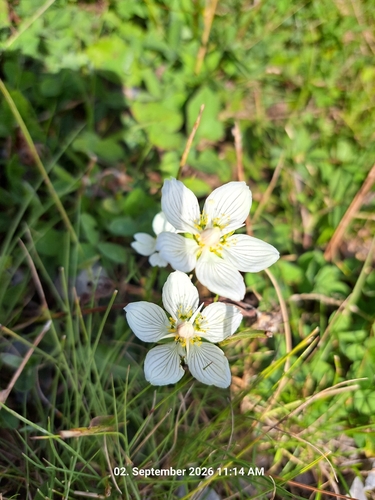 marsh grass-of-Parnassus