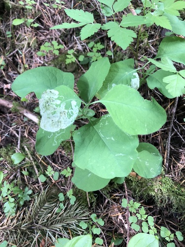 Lonicera ciliosa, photograph 2