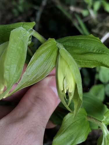 Prosartes hookeri, photograph 5