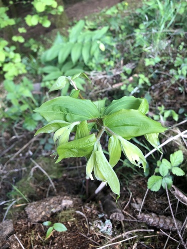Prosartes hookeri, photograph 4