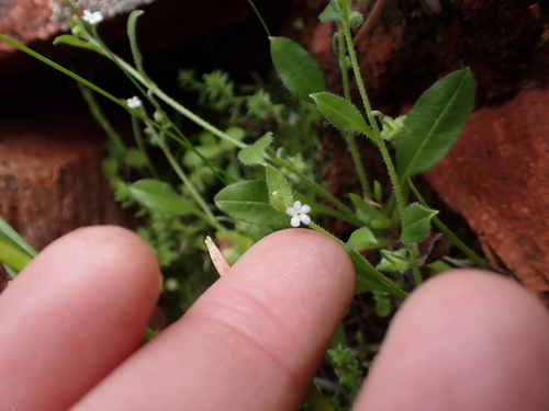 Myosotis australis observed 2026-08-15
