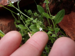 Myosotis australis