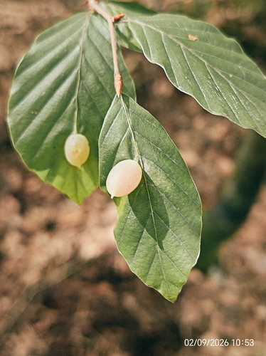 Beech Gall Midge