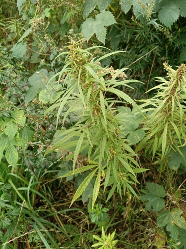 Cannabis