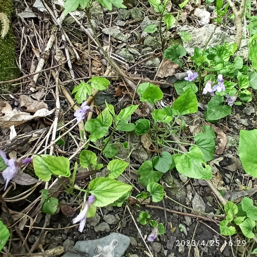 Viola reichenbachiana, photograph 1