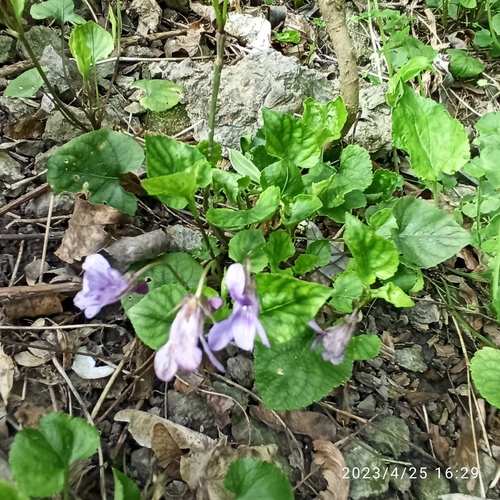 Viola reichenbachiana