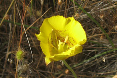 Calochortus luteus