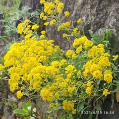 Aurinia saxatilis